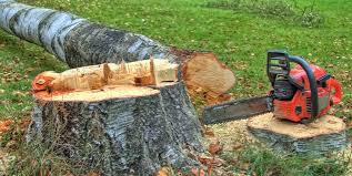 Best Tree Cabling and Bracing  in San Juan Pistrano, CA