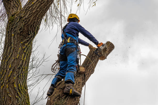 Best Emergency Tree Removal  in San Juan Pistrano, CA