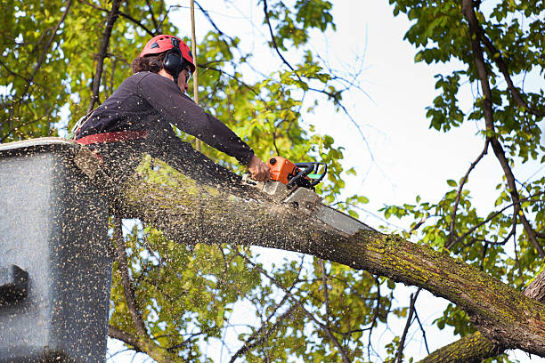 Best Tree Removal  in San Juan Pistrano, CA